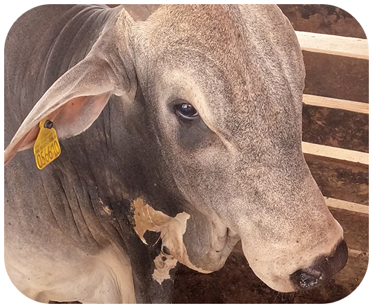 Estudos ambientais — foto 2