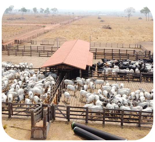 Estudos ambientais — foto 3